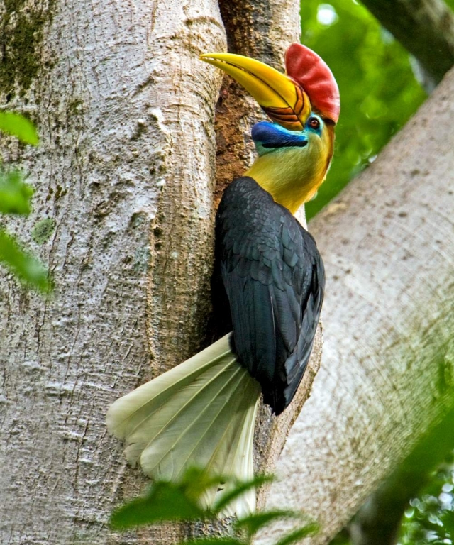 HornbillKnobbed