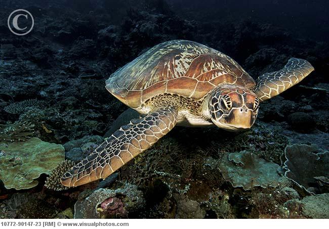 Green sea turtle (Chelonia mydas)