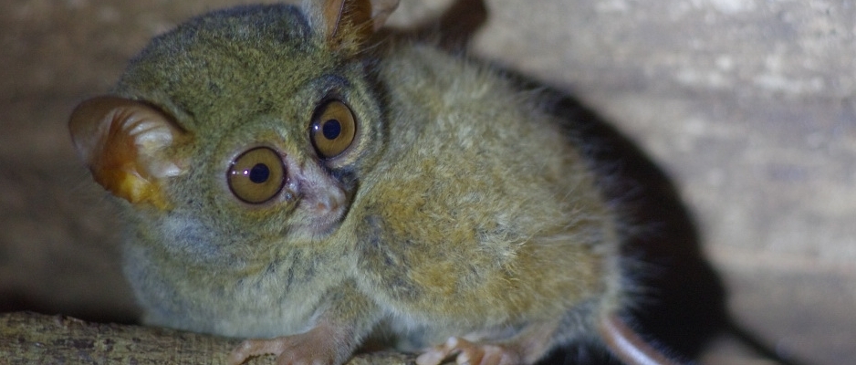 Tarsier looking side
