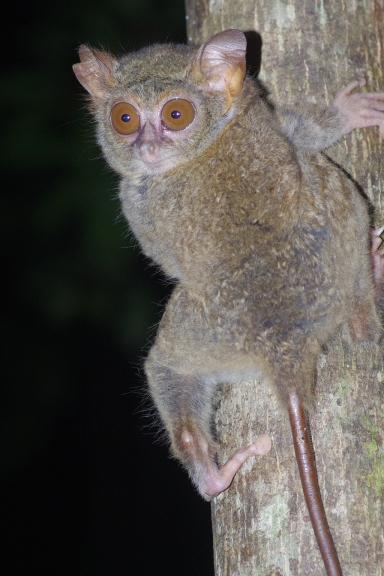 Tangkoko Nature Reserve