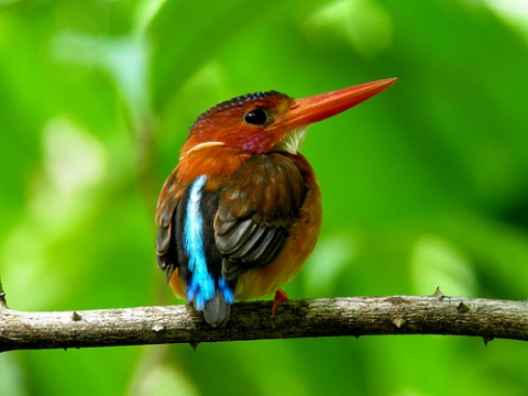 Birding in LLNP