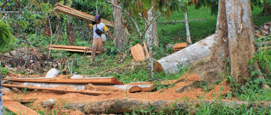 Illegal logging