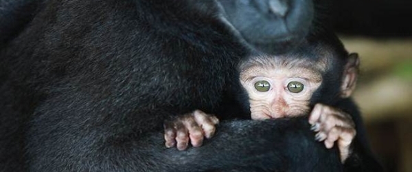 Crested black macaque baby
