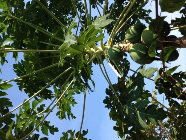 Papaya Leaves for Malaria Treatment