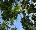 Papaya Leaves for Malaria Treatment