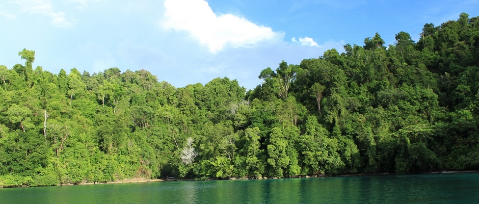 Rainforest in Togean Islands