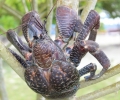 Endangered Crab for Dinner