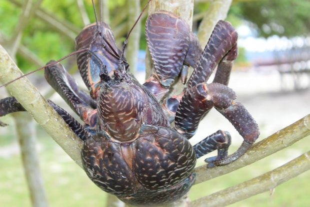 Endangered Crab for Dinner