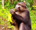 Project Update 2023: a better hope for the wildlife of Malenge Island