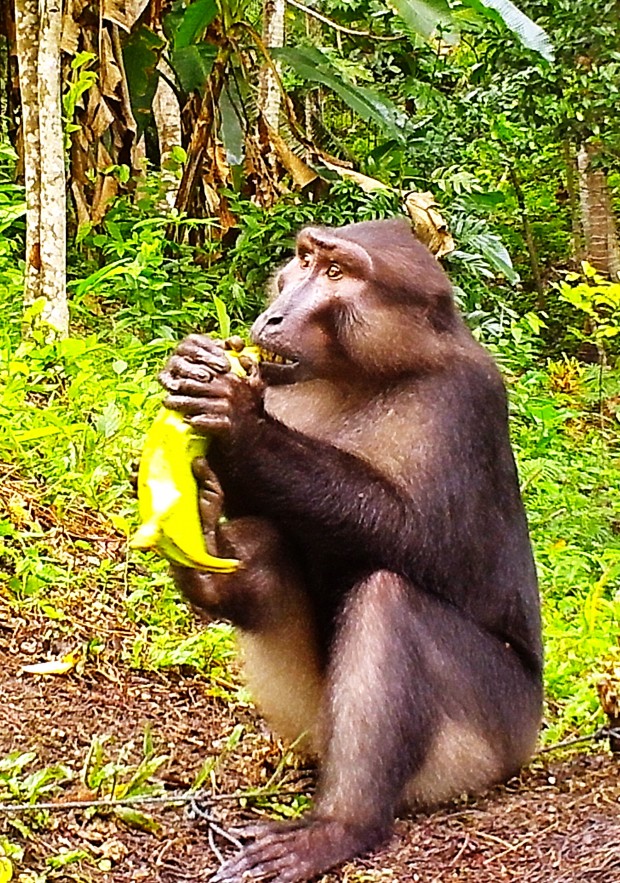 Project Update 2023: a better hope for the wildlife of Malenge Island